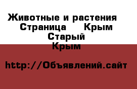  Животные и растения - Страница 4 . Крым,Старый Крым